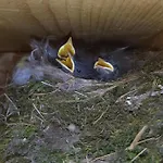 Apartment Vodonos Cerknica