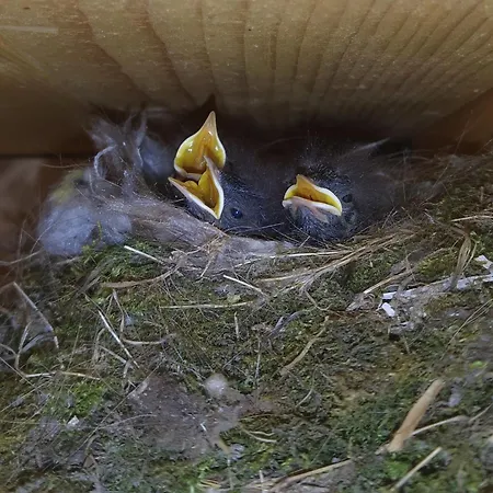 Apartman Vodonos Cerknica